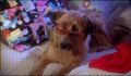 dr dolittle 3-avi_076.jpg
